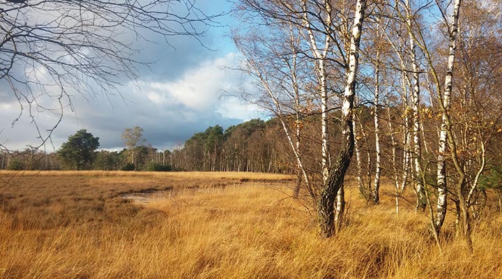 birken im Herbst