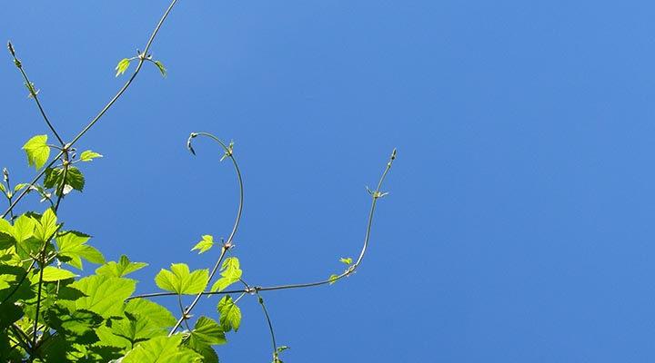 Himmel mit Ranken