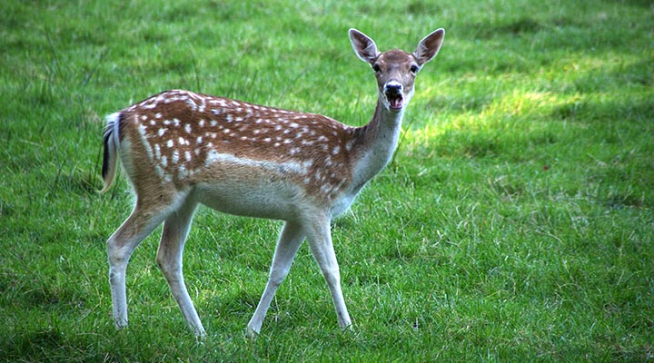 reh auf der wiese