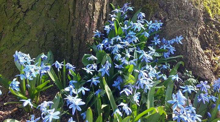 waldblumen